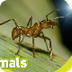 Army Ant 
