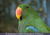 KDE: Rainforest