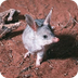 Greater Bilby - mammal