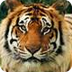 Bengal Tiger, Bengal Tiger Pic