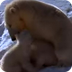 Polar Bear Cubs: NatGeo