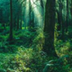 Bosques