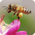 Honeybee quick facts