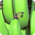 Cultivo de banana o plátano |