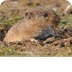 Northern Collared Lemming