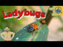 Amazing Ladybug Facts For Kids