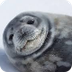 Harp Seals - National Wildlife