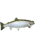 DNR - Chinook Salmon, Oncorhyn