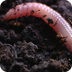 wormen - regenworm