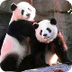 Panda - Atlanta