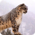 Snow Leopard 10 sad facts - Yo