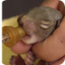 Baby Squirrel Feeding Time