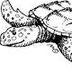 Turtle Time, Inc.