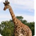 Giraffe Cam | Roger 
