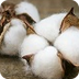 Cotton boll on plant