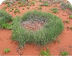 Spinifex - Plants 