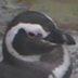 Live Penguin Camera - penguin