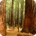 Redwood (Coast)