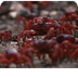 Red Crab Migration | National
