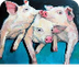 De drie biggetjes