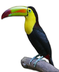 TOUCAN FACTS