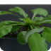 kunnen planten horen?