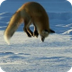 Fox Dives Headfirst Into Snow 