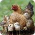 Baby Chicks and Mother Hen