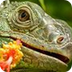 Green Iguana | National Geogra