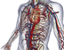 3D Human Anatomy and Disease |
