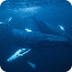 Humpback Whale | National Geog