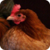 Chicken - Simple English Wikip