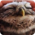 Lovely Owl | filmpjes voor in 