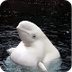 Beluga Whale