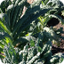 How to Grow Kale With Kids