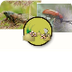 insectes