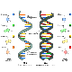Tipos de Acidos Nucleicos