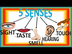 Five Senses For Children