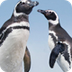 Penguin Habitat - Bird Cams - 