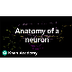 Khan- Neuron Anatomy Video