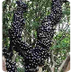 Plinia cauliflora -