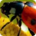 Life Cycle of a Ladybug - YouT