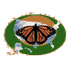 Monarch Butterfly USA