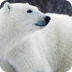 Are Polar Bears Disappearing
