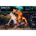 Golden toad videos, photos and