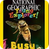 Bees