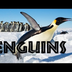 All About Penguins for Kids: P