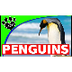 Penguins 101: Fun Facts About 