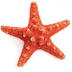 10 Facts About Starfish (Sea S