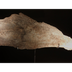 Omóplatos de la cueva de El Ca